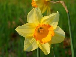 macro photo of yellow daffodil
