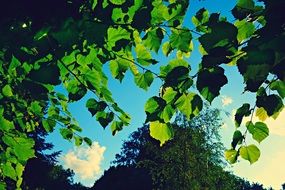 Leaves Foliage