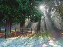 Sun rays in a forest