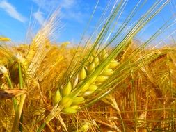 Wheat Summer Fields