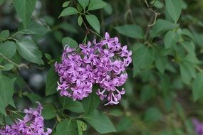 spring purple lilac in the garden