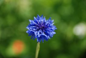 Blue Cornflower at blurred green background