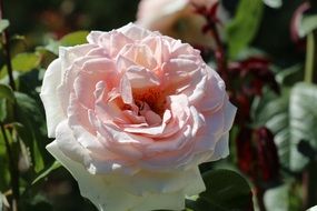 Pink and white rose flowers blossom