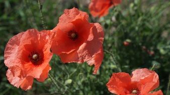 bright red poppies in the wild