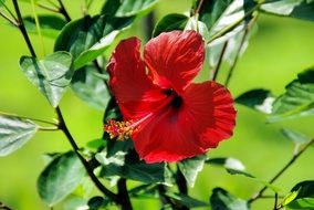 red hibiscus with long stamens on a branch