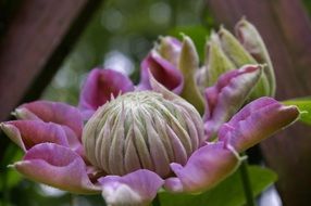 exotic clematis garden plant