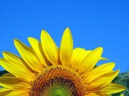 yellow sunflower on a clear sky