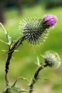 prickly thistle flower blossom