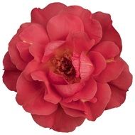 flower on the white background