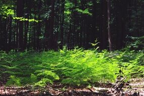 green fern in a forest thicket