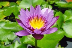 purple lotus closeup, thailand, samui