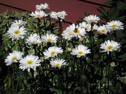 white daisies in the flowerbed in front of the house
