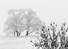 snowy trees and black bushes in december