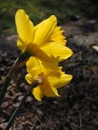 yellow daffodils flowers in spring