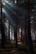 rays of light among the trees in the forest