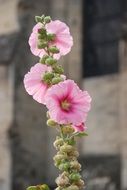 Hollyhock, Pink flower close-up on blurred background