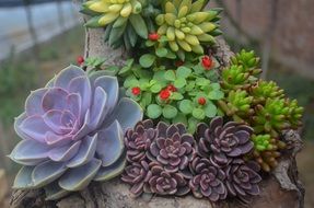 filigreed succulent plants