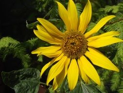 sunflower is a sunny flower