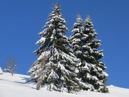 winter forest in nice weather