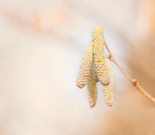 male catkins of common hazel