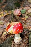 top view of the fly agaric mushroom in dry foliage