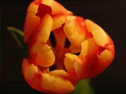 stamens in orange tulip bud