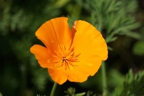 fascinating Poppy Garden