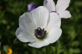 anemone from the genus of buttercups