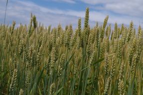 scenic barley field