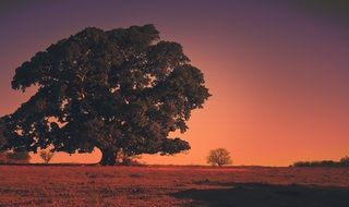 incredibly delicious alone Tree