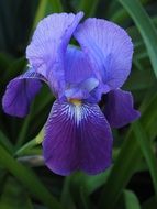 violet iris blossom