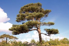 Scots pine in the nature of Ireland