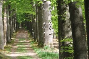 Avenue in the forest