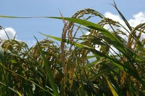 rice ripening on field