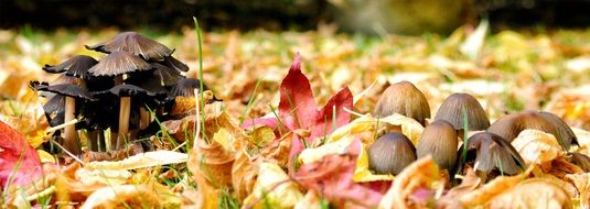 various mushrooms in colorful autumn foliage