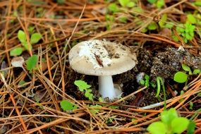 wonderful Mushroom Mountain