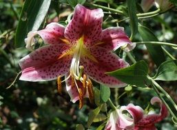 asiatic lily fully open fragrant