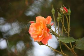 orange rose with buds on a bush close up