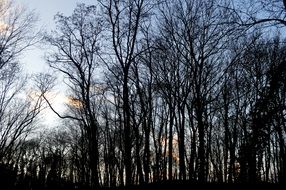 fascinating dark Forest