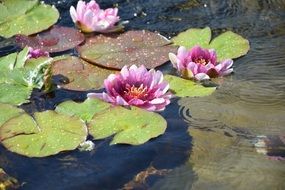 purple lotus in shallow water