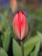 delicate tulip bud in spring