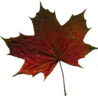 red green maple leaf on white background