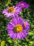 purple aster flowers in the garden
