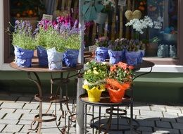 flowers in pots for decoration