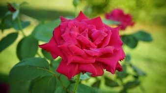 pink rose on a bush close up