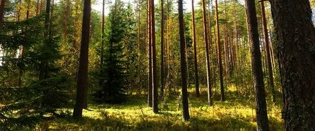 dense forest in Finland