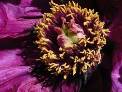 picturesque Purple Peony