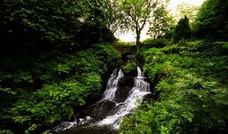 water cascade in a green forest
