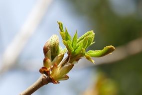 young green sprout of chestnut