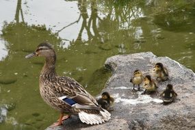 Duck with ducklings on stone at water